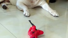 Episode 15 Funny dog vs spiderman toy