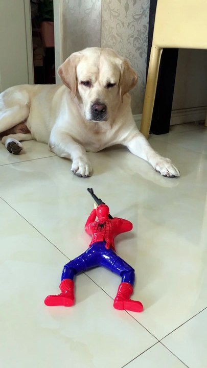 Episode 15 Funny dog vs spiderman toy
