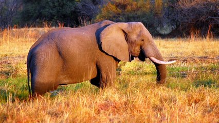 বনের মেলা-Viral Bengali Forest Fair Song Will Make You Dance All Day.