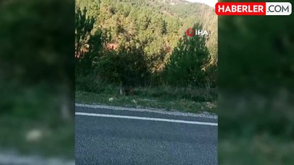 Nesli Tehtit Altındaki Vaşak Ovacık'ta Görüntülendi