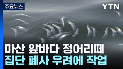 마산 앞바다 정어리 떼 출현, 집단 폐사 우려 🚨 + 대전서 음주운전 사고 발생