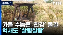 가을 수놓은 '한강' 물결...억새도 '살랑살랑' / YTN