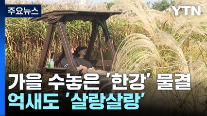 가을 수놓은 '한강' 물결...억새도 '살랑살랑' / YTN