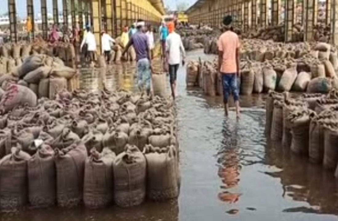 बेमौसम बारिश ने बढ़ाई किसानों की चिंता, मंडियों...