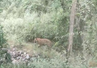 सरिस्का में बाघ एसटी-15 पर्यटकों को आया नजर, हुए गदगद...देखें वीडियो