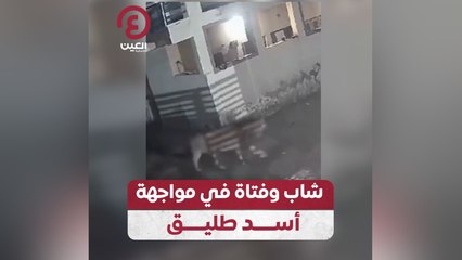 شاب وفتاة في مواجهة أسد طليق