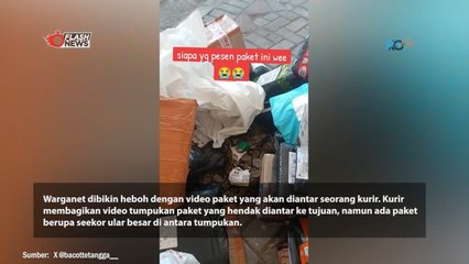 Paket Ular Piton Tanpa Kandang Viral di Jasa Pengiriman