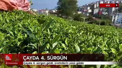 Rize'de çayda 4. sürgün geldi, üreticilerin yüzü güldü