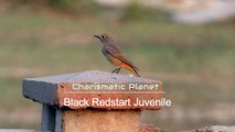 Black Redstart Juvenile