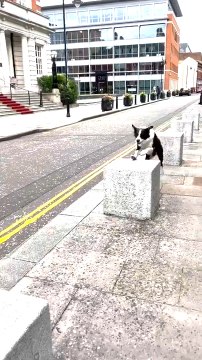 Dog Runs Over Bollards on Sidewalk