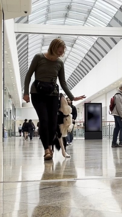 Dog Performs Small Dance Trick in Mall