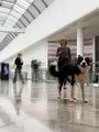 Dog Performs Tricks With Owner at Mall