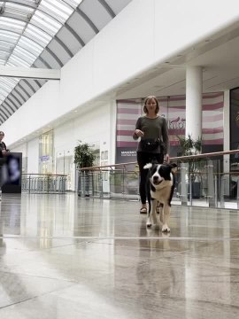 Dog Performs Tricks With Owner at Mall