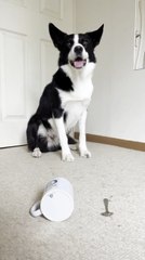 Dog Shows How to Make Tea by Dropping Spoon Into Tea Cup