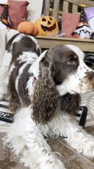 Dog Plays With Halloween Decorations