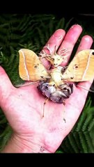 look what's lying around