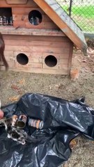 Gebze'den sonra şimdi de Ümraniye! Barınaktaki katliamı hayvanseverler ortaya çıkardı