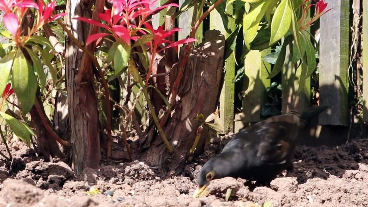 PAJAROS DE CAMPO