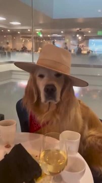 Golden Retriever Wears Hat While Stuck at Airport