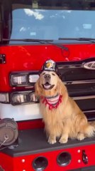 Golden Retriever Poses for Photo in Front of Fire Truck Wearing Fireman's Helmet