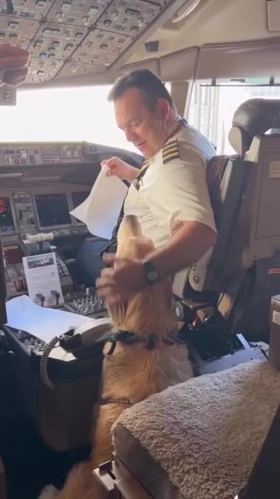 Golden Retriever Meets Pilot on Plane