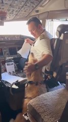 Golden Retriever Meets Pilot on Plane