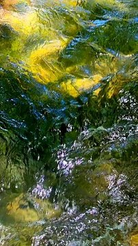 Nature Sounds ♬♬ || Nature Discovers.......#shorts #naturesounds #natureshorts @naturediscovers