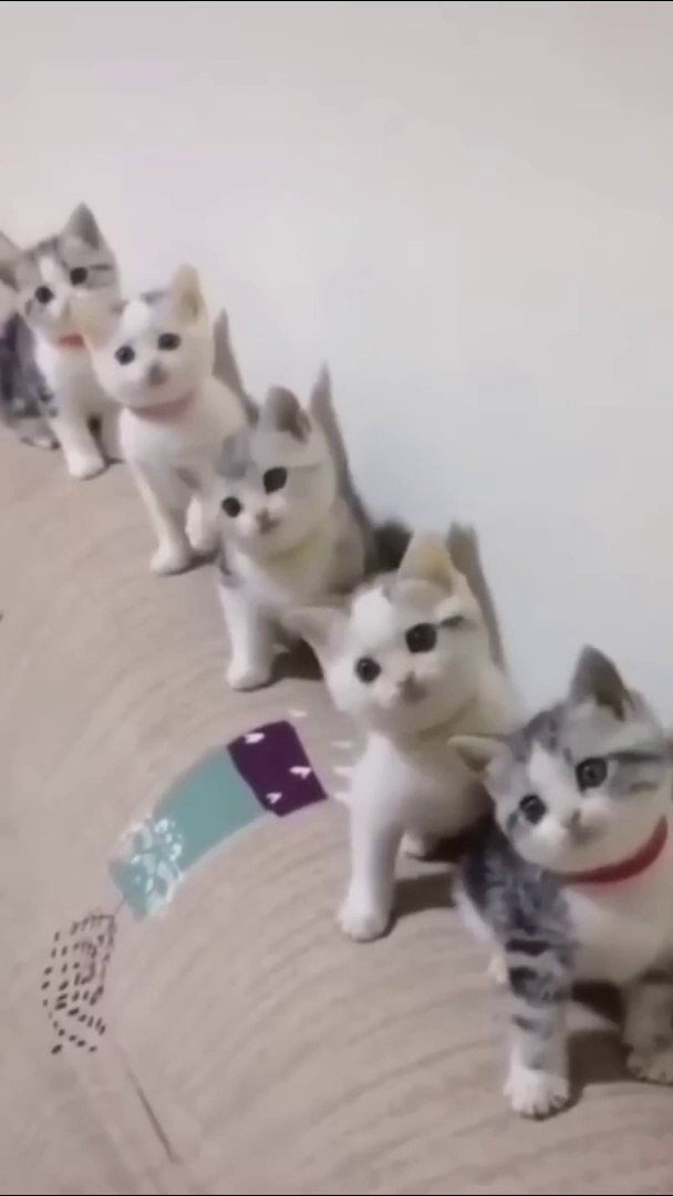 Cats Doing Cat Things