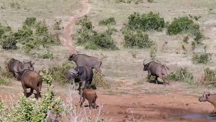 Cet éléphanteau se prend pour un gros dur et chasse un troupeau de buffles.. Comme papa