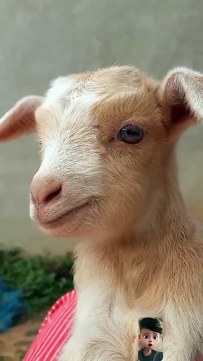 Funny Animal Sounds In Wildlife_ Buffalo, Panda, Giraffe, Cow, Goat, Dog,... _ Animal Moments