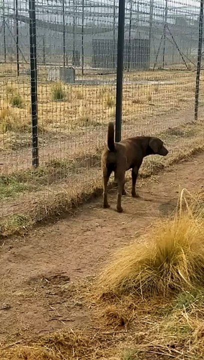 Cute Lion Gives Smooches to Puppy's Paw!