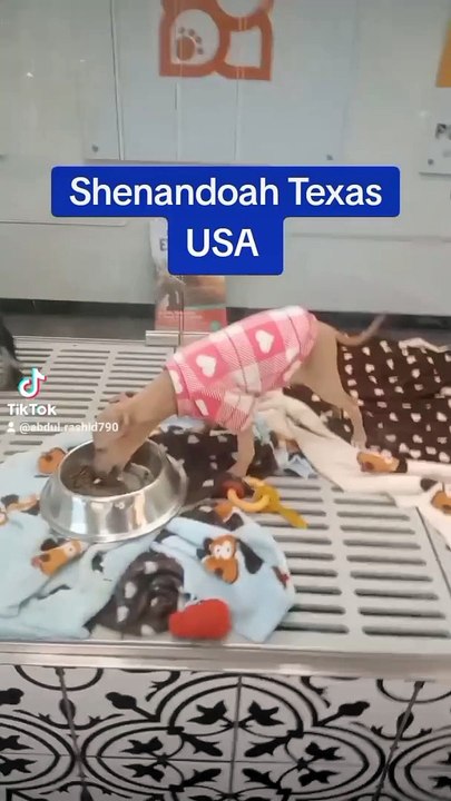 Pets  in Shenandoah Texas USA