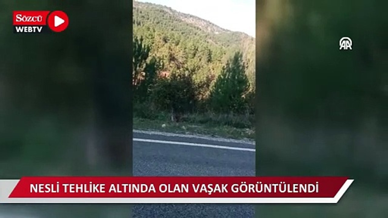 Nesli tehlike altında olan vaşak görüntülendi