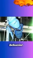 Festo Emotion Butterflies you must see