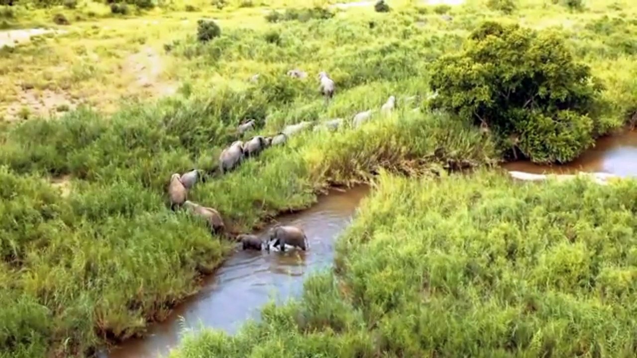 AFRICA SAFARI