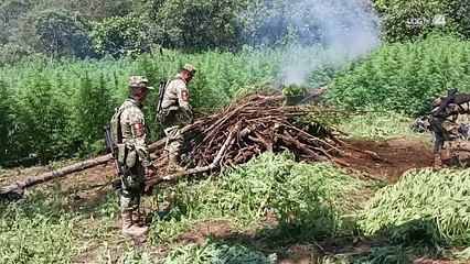 Militares localizan y destruyen plantío de 40 mil plantas de marihuana en el municipio de Mascota