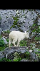 Bahkan kambing yang sudah berpengalaman pun terkadang terjatuh hingga mati