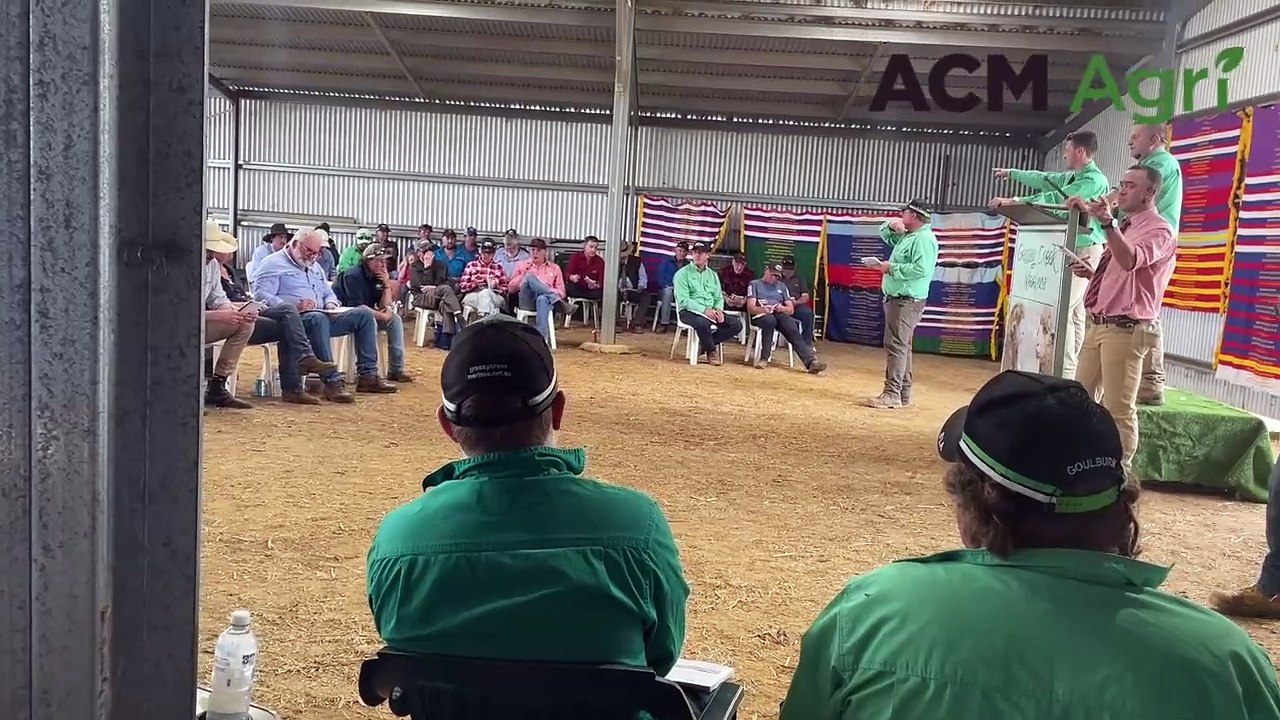 Charity ram sold at Grassy Creek Merino ram sale