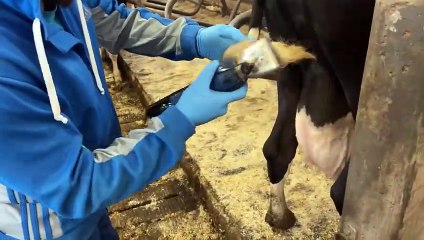Amazing Milking Machines ｜ Biggest Udder In The World ｜ First Feeding Calves ｜ Cleaning
