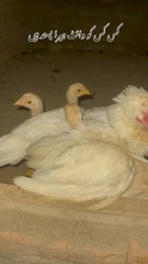 White Heera Breed #birds #foryou #foryoupage #pet #birdsoftiktok #viral #chick #chicken #petlover #birdsofinstagram #whitemurgh #pets #capcut #aseel #rayanpetszone #nationalbird #rayan #Birds #CapCut #petsoftiktok
