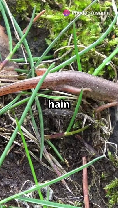 Here are a few title suggestions for your newt description:  1. **"The Enigmatic World of Newts: Nature’s Colorful Regenerators"** 2. **"Newts: Masters of Regeneration and Adaptation"** 3. **"Discovering Newts: Amphibians with a Splash of Color"** 4. **"N