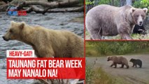 Heavy-gat! Taunang Fat Bear Week may nanalo na! | GMA Integrated Newsfeed