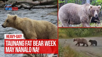 Heavy-gat! Taunang Fat Bear Week may nanalo na! | GMA Integrated Newsfeed