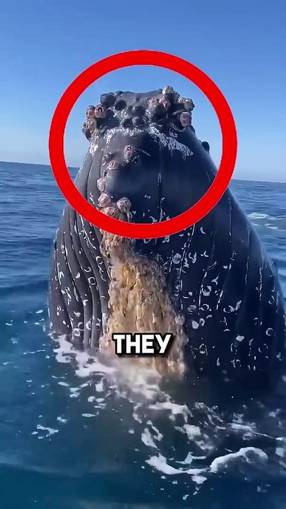 Helping whales remove barnacle