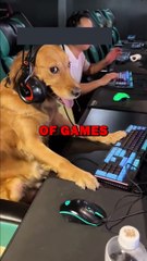 GAMING DOG! #pets #dogs
