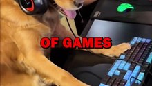 GAMING DOG! #pets #dogs