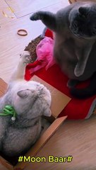 "Cat Fight or Play? You Won’t Believe It!\Moon Baar