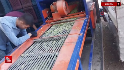 Mersin'de bahçeden sofralara zeytinyağı yolculuğu başladı