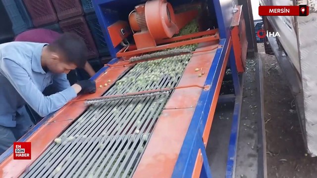 Mersin'de bahçeden sofralara zeytinyağı yolculuğu başladı