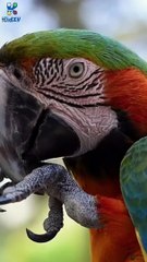 يلا تعالوا نروح نشوف الحيوانات  #اكسبلور #قصصاطفال